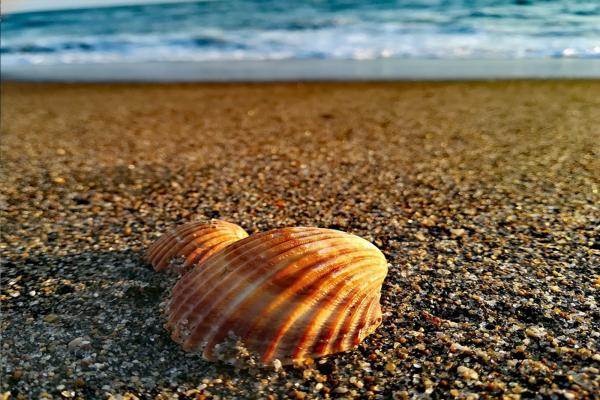 Image of a shell on the beach with waves in the background